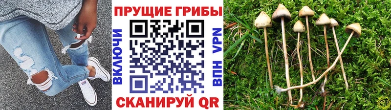 Галлюциногенные грибы Cubensis  Купить закладки  Алупка 